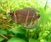 Chocolate Gourami (Sphaerichthys osphromenoides) - Wiki