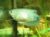 Three-spot Gourami (Trichogaster trichopterus) - Wiki