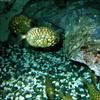 Pineconefish (Monocentris japonica)