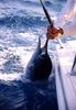 Atlantic sailfish (Istiophorus albicans)