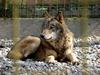 Eastern Timber Wolf (Canis lupus lycaon) - Wiki