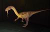 Coelophysis - Wiki