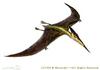Nyctosaurus