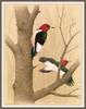[Woodpeckers by Zimmerman] Red-headed Woodpecker
