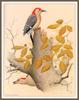 [Woodpeckers by Zimmerman] Red-bellied Woodpecker