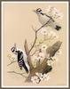 [Woodpeckers by Zimmerman] Hairy Woodpecker