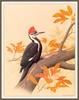 [Woodpeckers by Zimmerman] Pileated Woodpecker - Dryocopus pileatus