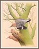 [Woodpeckers by Zimmerman] Gila Woodpecker
