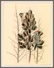 [Woodpeckers by Zimmerman] Ladder-backed Woodpecker