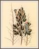 [Woodpeckers by Zimmerman] Ladder-backed Woodpecker