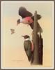 [Woodpeckers by Zimmerman] Lewis's Woodpecker
