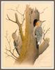 [Woodpeckers by Zimmerman] Golden-fronted Woodpecker