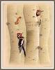 [Woodpeckers by Zimmerman] Red-napped Sapsucker