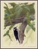 [Woodpeckers by Zimmerman] Hairy Harris's Woodpecker