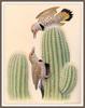 [Woodpeckers by Zimmerman] Northern Gilded Flicker