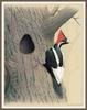 [Woodpeckers by Zimmerman] Ivory-billed Woodpecker