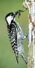 Red-cockaded Woodpecker (Picoides borealis) - Wiki