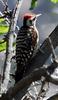 Arizona Woodpecker (Picoides arizonae) - Wiki