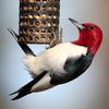 Red-headed Woodpecker (Melanerpes erythrocephalus) - Wiki
