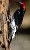 Acorn Woodpecker (Melanerpes formicivorus) - Wiki