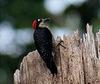 Black-cheeked Woodpecker (Melanerpes pucherani) - Wiki
