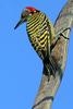 Hispaniolan Woodpecker (Melanerpes striatus) - Wiki