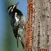 Williamson's Sapsucker (Sphyrapicus thyroideus) - Wiki