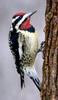 Yellow-bellied Sapsucker (Sphyrapicus varius) - Wiki