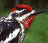 Red-naped Sapsucker (Sphyrapicus nuchalis) - Wiki