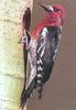 Red-breasted Sapsucker (Sphyrapicus ruber) - Wiki