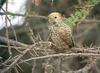 Little Grey Woodpecker (Dendropicos elachus) - Wiki