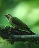 Elliot's Woodpecker (Dendropicos elliotii) - Wiki