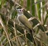 Grey Woodpecker (Dendropicos goertae) - Wiki