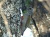 African Grey-headed Woodpecker (Dendropicos spodocephalus) from Tanzania