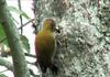 Olive Woodpecker (Dendropicos griseocephalus) - wiki