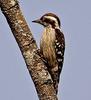 Brown-capped Woodpecker (Dendrocopos nanus) - wiki