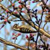 Pygmy Woodpecker (Dendrocopos kizuki) - Wiki