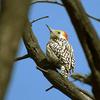 Yellow-crowned Woodpecker (Dendrocopos mahrattensis) - Wiki