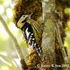 Crimson-breasted Woodpecker (Dendrocopos cathpharius) - Wiki