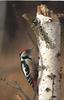 Middle Spotted Woodpecker (Dendrocopos medius) - Wiki