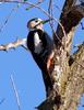 Syrian Woodpecker (Dendrocopos syriacus) - Wiki