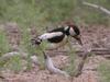 White-winged Woodpecker (Dendrocopos leucopterus) - Wiki