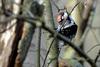 Lesser Spotted Woodpecker (Picoides minor) - Frontal view