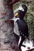 Black-backed Woodpecker (Picoides arcticus) - Wiki