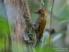 Red-rumped Woodpecker (Veniliornis kirkii) - Wiki
