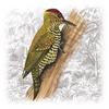 Red-stained Woodpecker (Veniliornis affinis) - Wiki