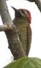 Yellow-vented Woodpecker (Veniliornis dignus) - Wiki