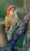 Little Woodpecker (Veniliornis passerinus) - Wiki