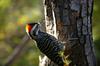 Striped Woodpecker (Veniliornis lignarius) - Wiki