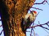 Checkered Woodpecker (Veniliornis mixtus) - Wiki